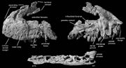 Miniatura para Polonosuchus