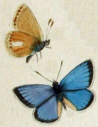 <i>Polyommatus stoliczkanus</i> Species of butterfly