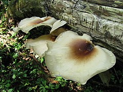 Polyporus badius 19482.jpg