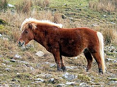 Dartmoor Pony