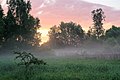Poranna mgła nad starorzeczami Wisły w Kryspinowie, 20210610 0444 7106.jpg