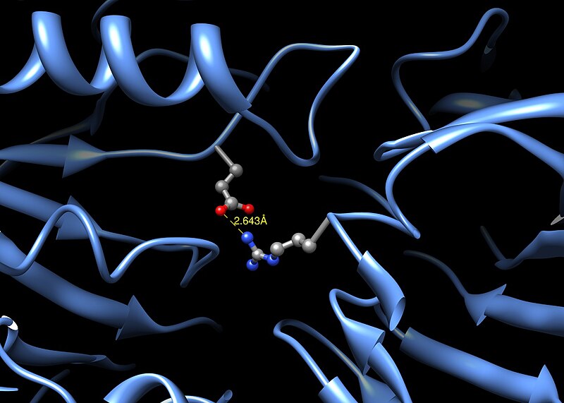 File:Possible Salt Bridge Human Beta Glucuronidase.jpg