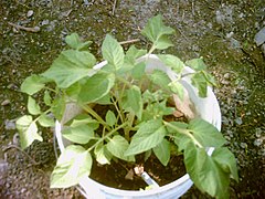 brandywine tomato plant