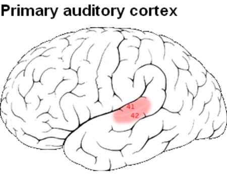 ไฟล์:Primary_auditory_cortex.PNG