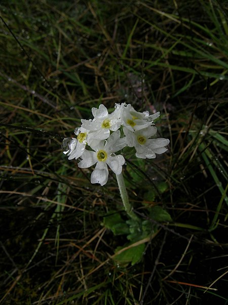 Fil:Primula magellanica.JPG