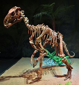 Probactrosauruksen luuranko