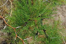 Feuilles d'alpataco (Prosopis alpataco)