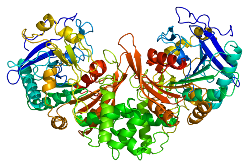 File:Protein CTSA PDB 1ivy.png