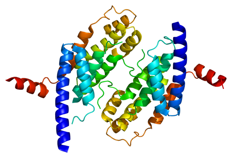 File:Protein TERF2 PDB 1h6p.png