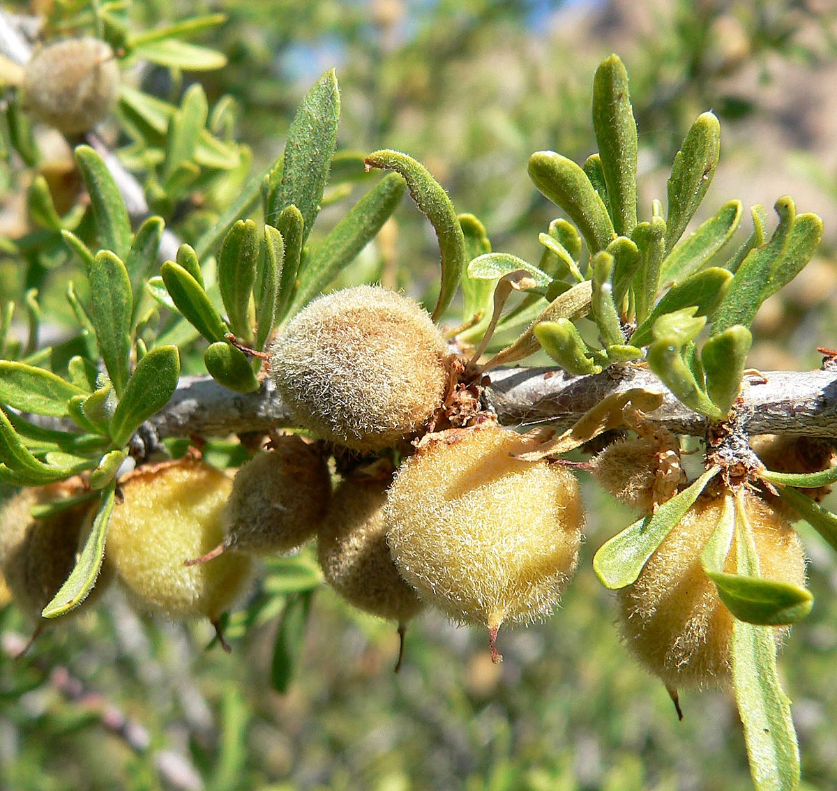 Resultado de imagen de Prunus fasciculata