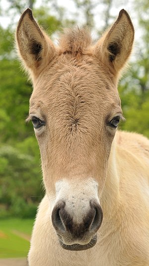 Przewalski's colt (head)