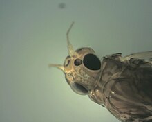 Photograph of the head of the mayfly from the top sowing two large eyes and two antenna