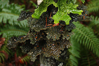 <i>Pseudocyphellaria</i> Genus of lichens