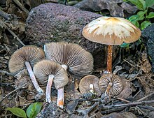 Psilocybe.caerulescens.Colima.jpg