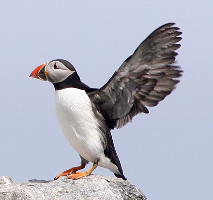 Puffin, breeds on islands and headlands; the largest colonies are on Skomer and Skokholm.[22]