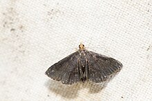 ESI7554 Pyrausta limbata (27299476947).jpg