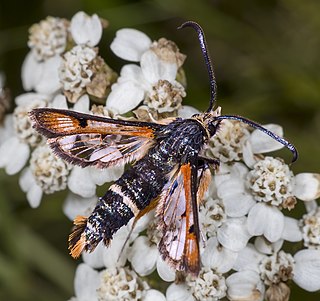 <i>Pyropteron chrysidiforme</i> Species of moth