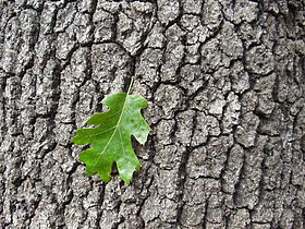 California black oak