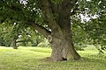 شجرة سنديان في بلجيكا.