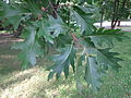 Quercus rubra (ru:Дуб красный) (en:Northern red oak, champion oak, or red oak) (de:Roteiche oder Amerikanische Spitzeiche) (lv:Sarkanais ozols)