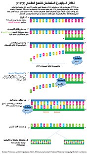 صورة مصغرة لـ تفاعل البوليمراز المتسلسل للنسخ العكسي