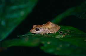 Beschreibung des Bildes des Regenfrosches (Pristimantis inguinalis) (10382213826) .jpg.
