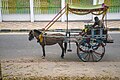 * Nomination Horse-drawn carriages in Rajshahi --Rangan Datta Wiki 04:27, 18 May 2024 (UTC) * Decline  Oppose Too blurred + too much noise --Remontees 16:45, 18 May 2024 (UTC)