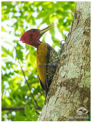 <span class="mw-page-title-main">Red-headed flameback</span> Species of bird