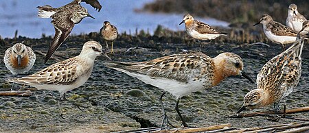 ไฟล์:Red-necked Stint From The Crossley ID Guide Eastern Birds.jpg