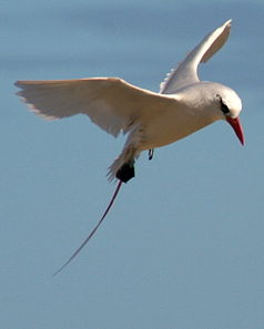 Tropische roodstaartvogel (Phaethon rubricauda)