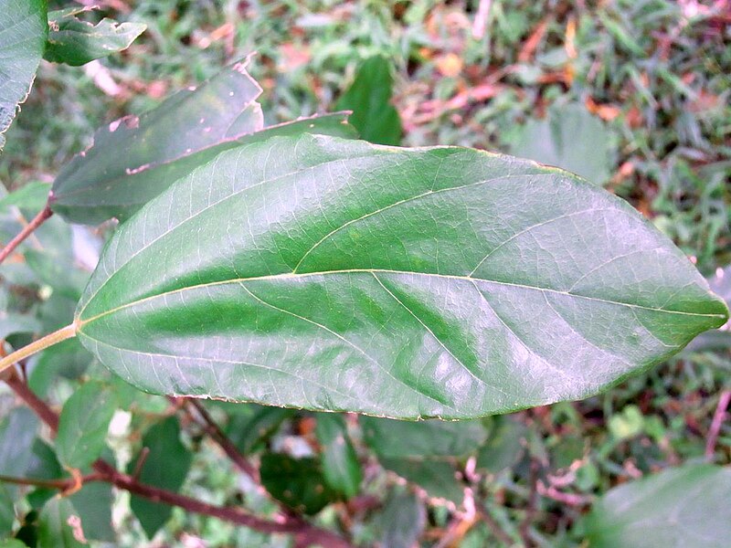 File:Red Kamala Mount Keira.JPG