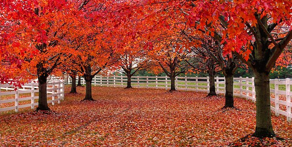 Image: Red trees over white picket fenced path near Colts Neck, NJ