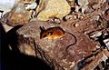 Baker's small-toothed harvest mouse