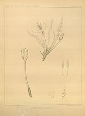 Category:Report on the botany of the expedition - Wikimedia Commons