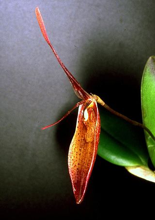 <i>Restrepia teaguei</i> Species of orchid