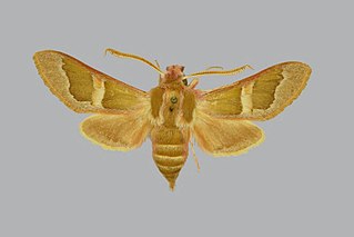 <i>Rethera brandti</i> Species of moth