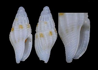 <i>Retizafra</i> genus of molluscs