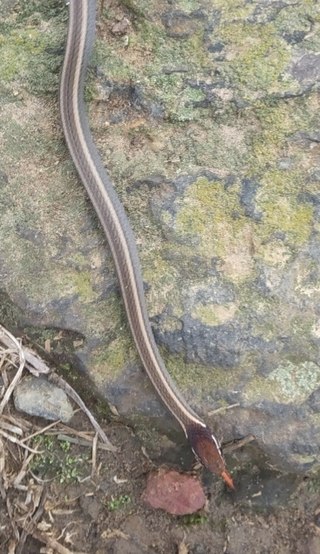 <i>Rhadinaea hesperia</i> Species of snake