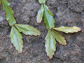 Pseudorhipsalis alata