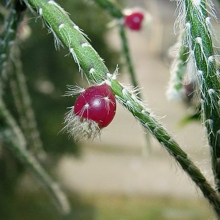 Rhipsalis pilocarpa10.jpg