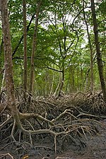 Vignette pour Mangrove