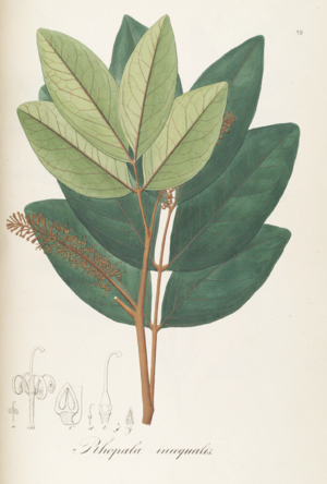 Rhopala inaequalis Pohl89.png