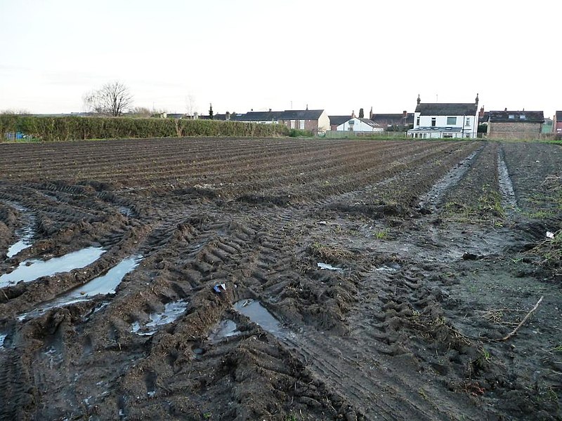 File:Rhubarb field, north of Leadwell Lane (A654) - geograph.org.uk - 4298213.jpg