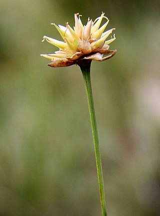<i>Rhynchospora globosa</i> Species of plant