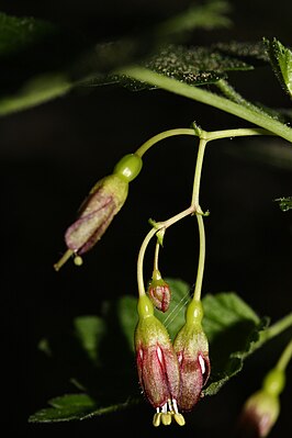 Oregon gooseberry blossoms