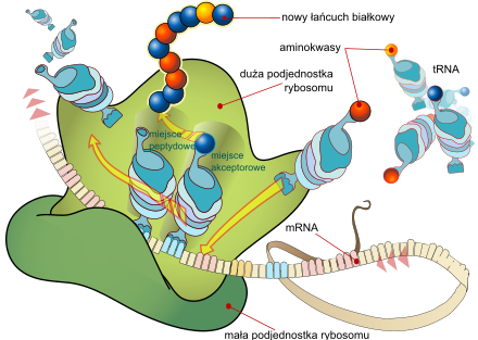 Mechanizm działania rybosomu
