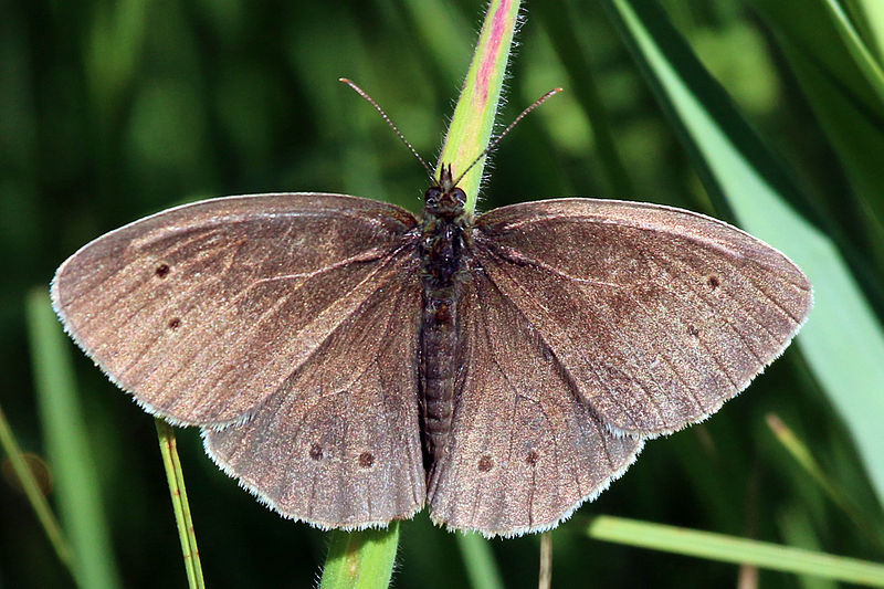 File:Ringlet butterfly (Aphantopus hyperantus) 2 spots worn.jpg