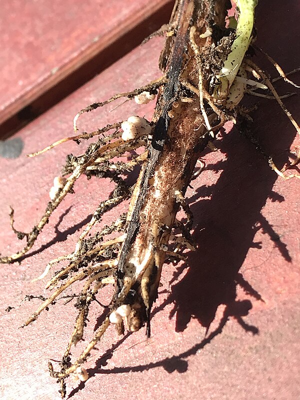 Nodules are visible on this broad bean root