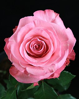 Conquista rose Flowering plant cultivar