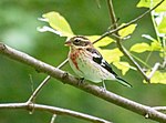 Thumbnail for File:Rose breasted grosbeak (60077).jpg